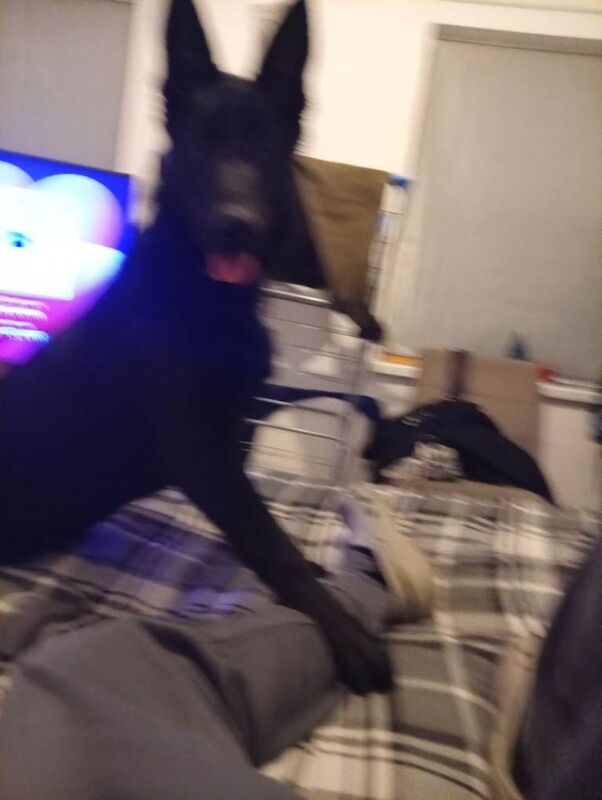 German shepherd - Image 5 of 6