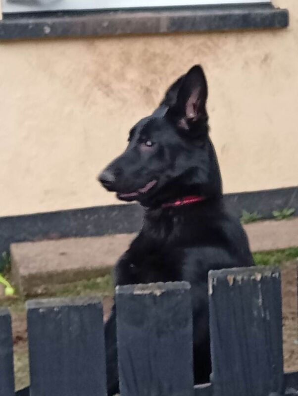 German shepherd - Image 6 of 6