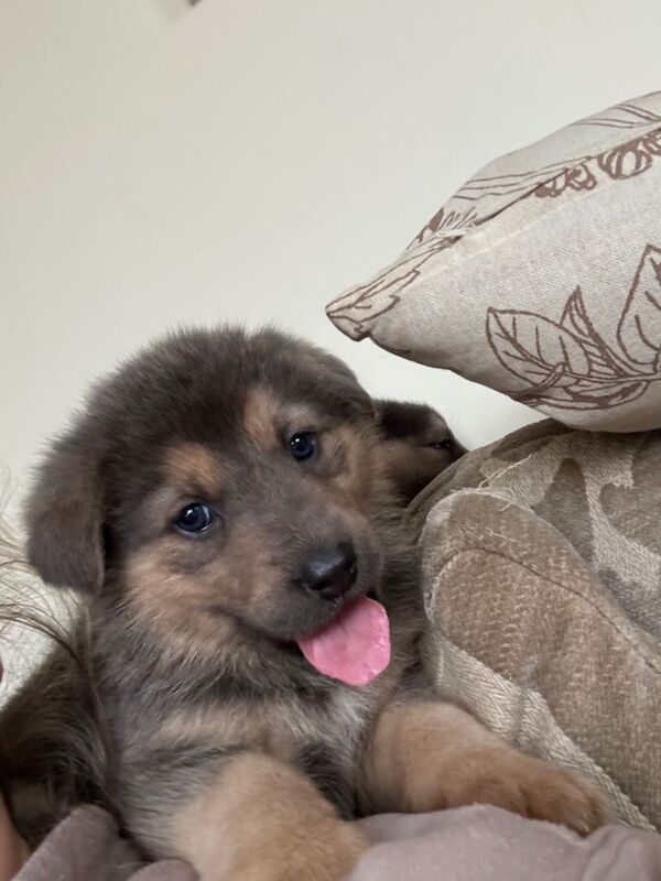 German Shepherd Puppies For Sale Under £1,000