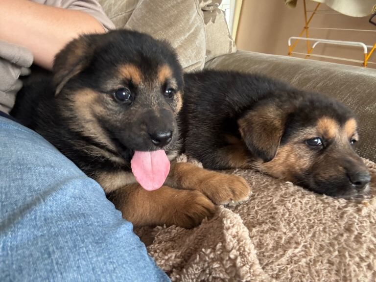 German shepherd - Image 2 of 5