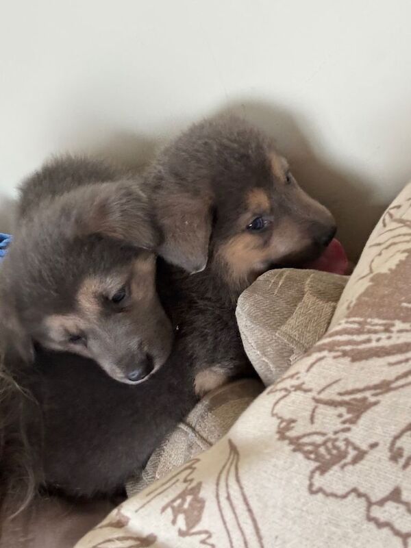 German shepherd - Image 3 of 5