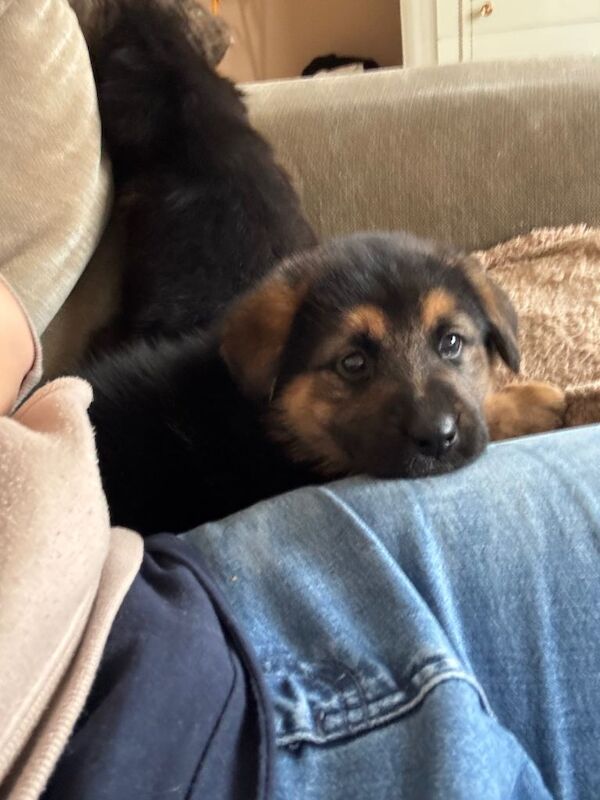 German shepherd - Image 4 of 5
