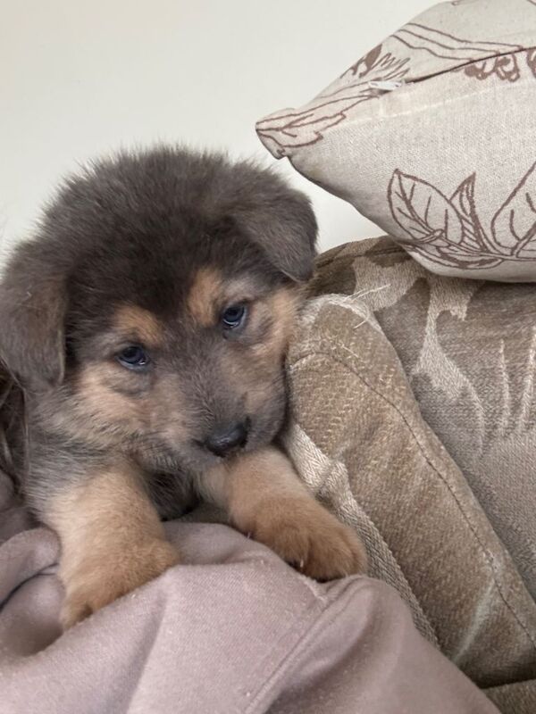 German shepherd - Image 5 of 5