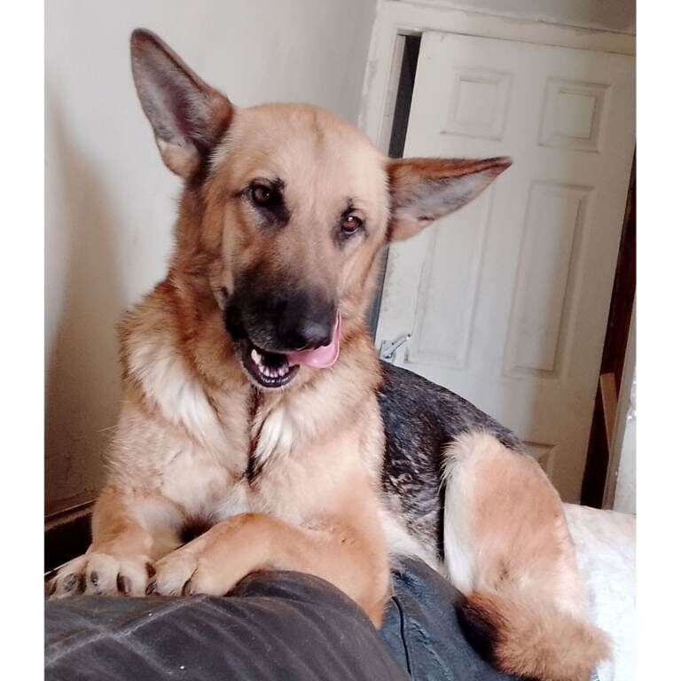 German Shepherd puppies for sale in Bradford, West Yorkshire – 1 year old