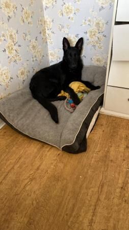 German shepherd 7 months old amazing family pet for sale in Barnsley, South Yorkshire - Image 1