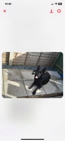 German shepherd 7 months old amazing family pet for sale in Barnsley, South Yorkshire - Image 3