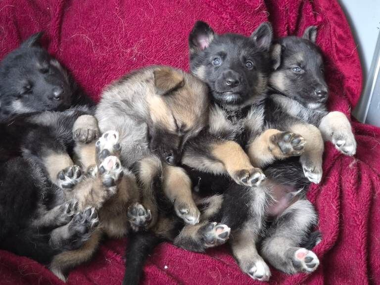 German Shepherd Puppies For Sale
