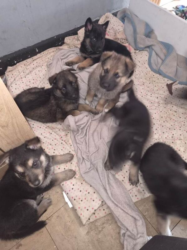 German shepherd - Image 2 of 4