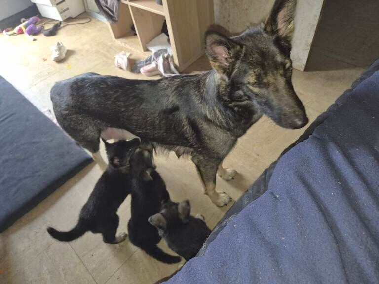 German shepherd - Image 3 of 4