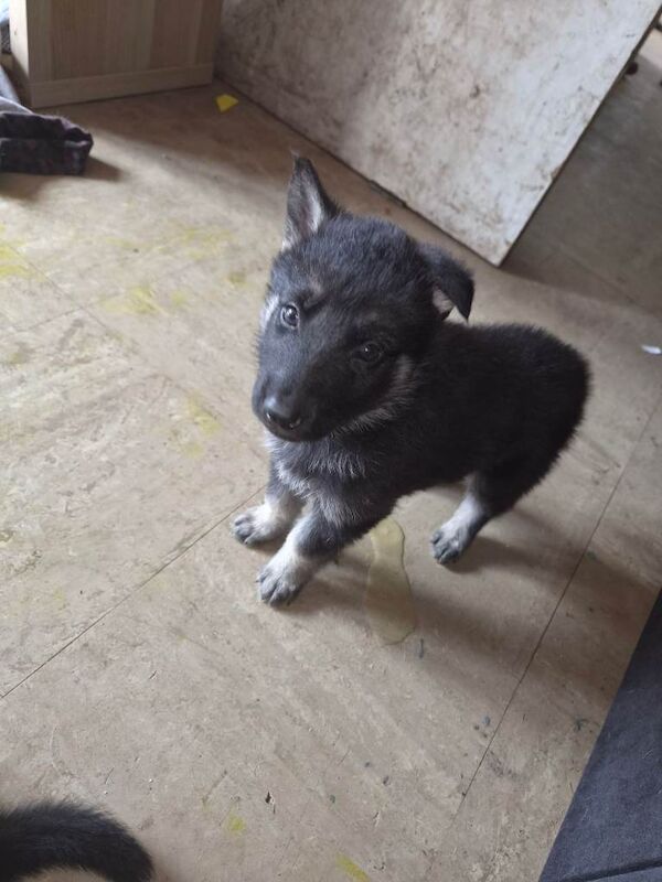 German shepherd - Image 4 of 4