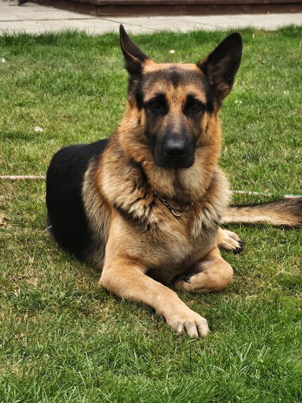 German Shepherd puppies for sale in Nottingham, Nottinghamshire – 2 years old