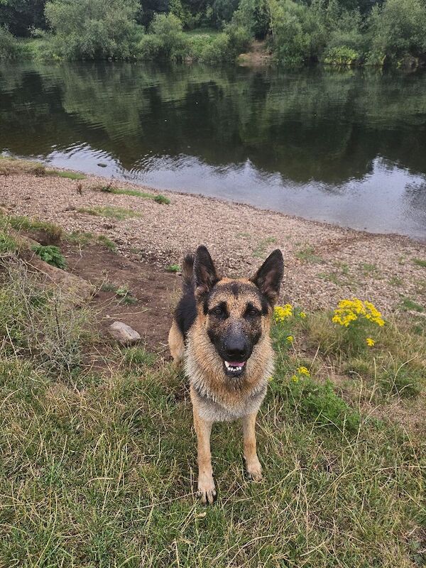 German Shepherd puppies for sale in Nottingham, Nottinghamshire – 2 years old - Image 2 of 4