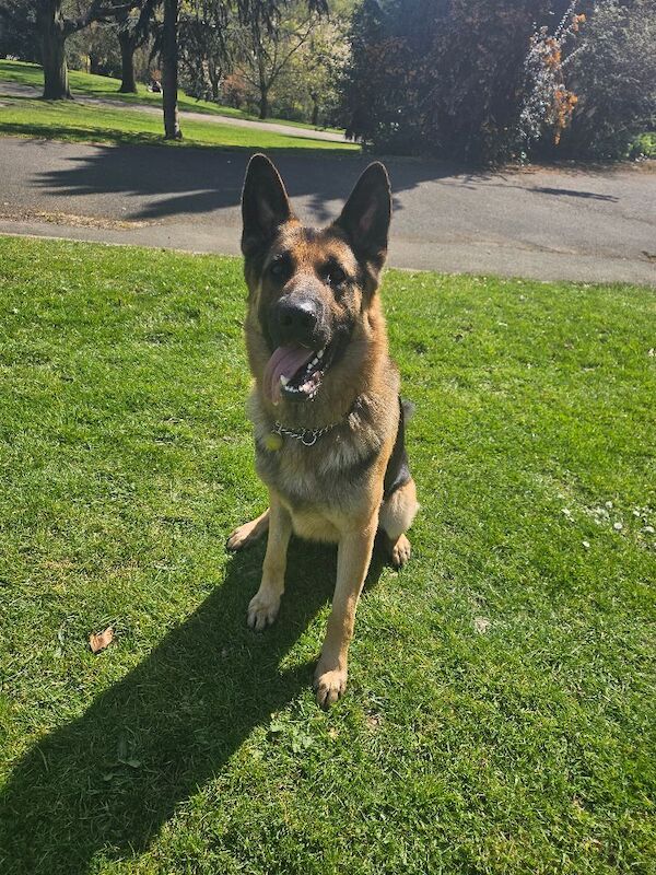 German Shepherd puppies for sale in Nottingham, Nottinghamshire – 2 years old - Image 3 of 4