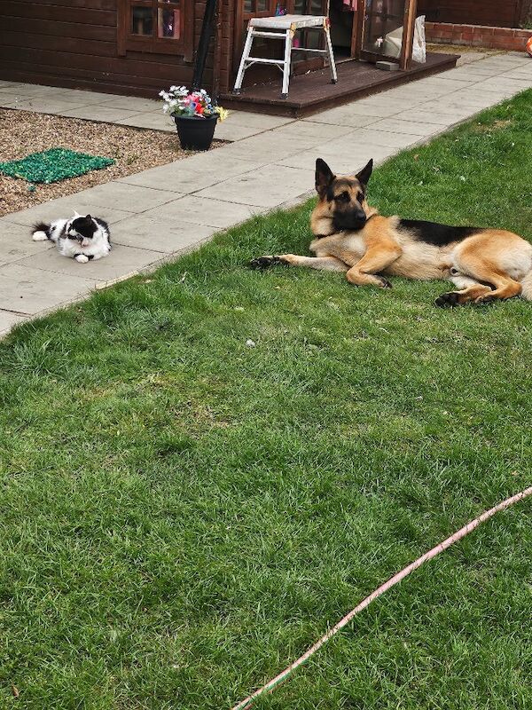 German Shepherd puppies for sale in Nottingham, Nottinghamshire – 2 years old - Image 4 of 4