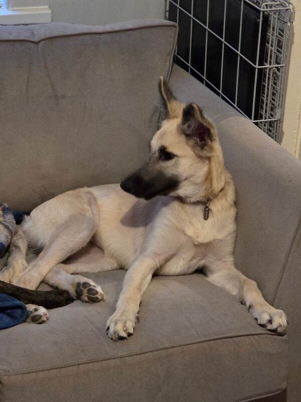 German Shepherd Puppies For Sale