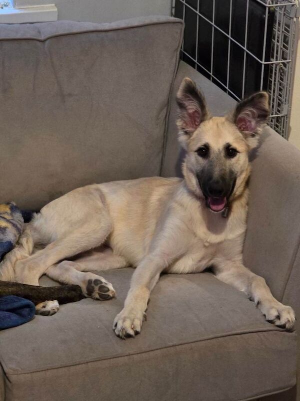 German shepherd - Image 2 of 2