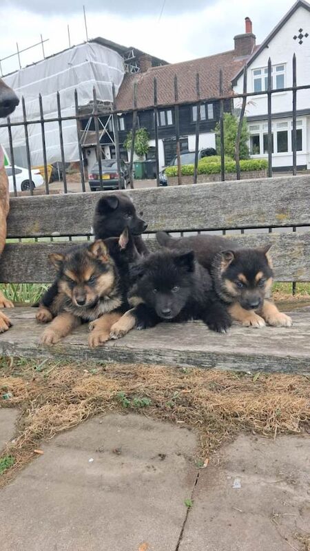German Shepherd - Image 2 of 3