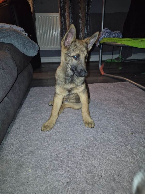 German Shepherd - Image 2 of 3