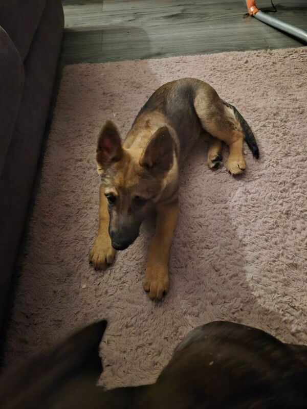 German Shepherd - Image 3 of 3
