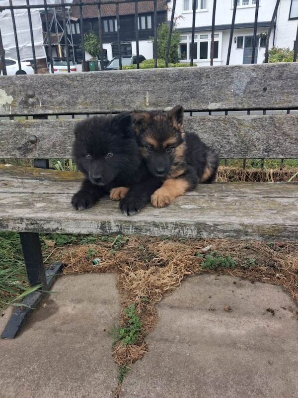 German Shepherd