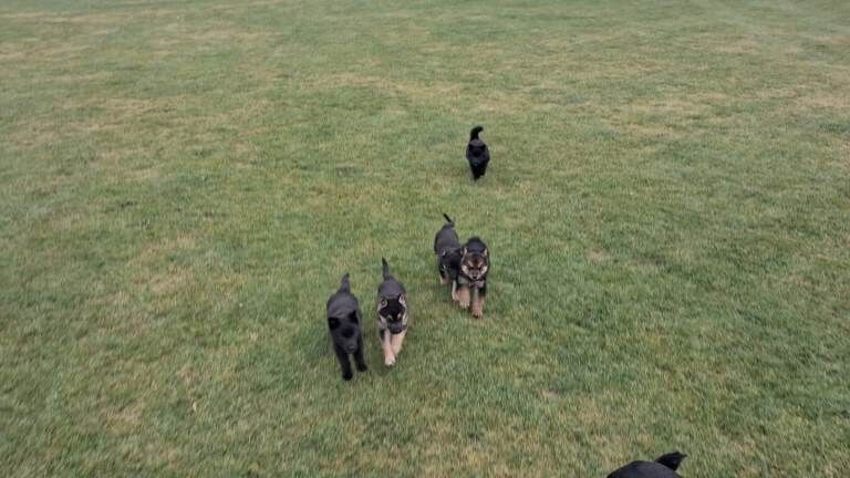 German Shepherd - Image 2 of 6