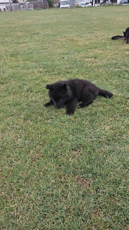 German Shepherd - Image 3 of 6