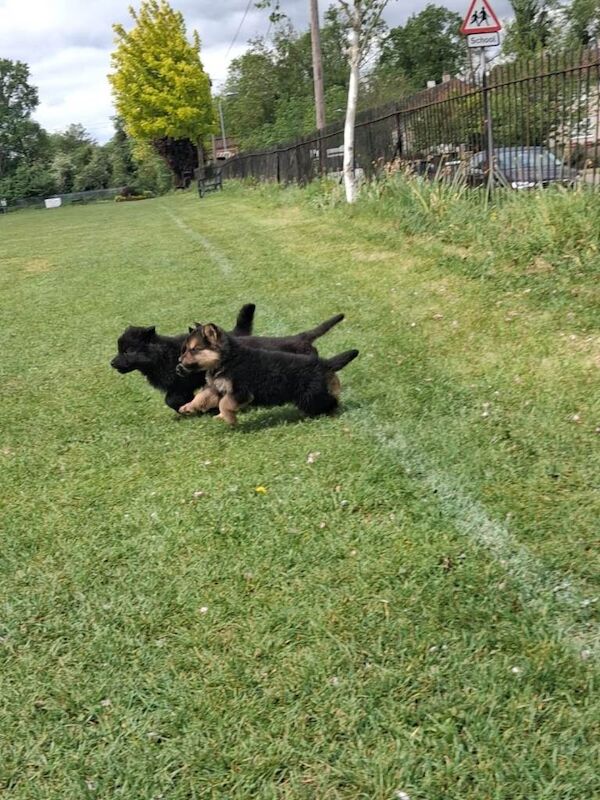 German Shepherd - Image 4 of 6