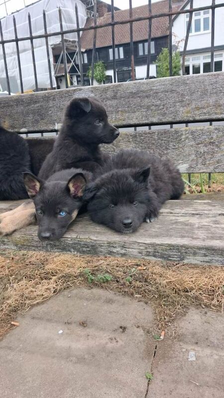 German Shepherd - Image 6 of 6