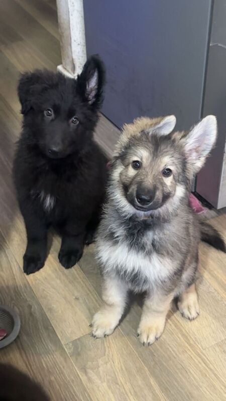 German shepherd