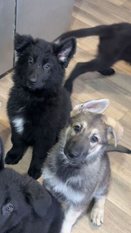 German shepherd - Image 2 of 4