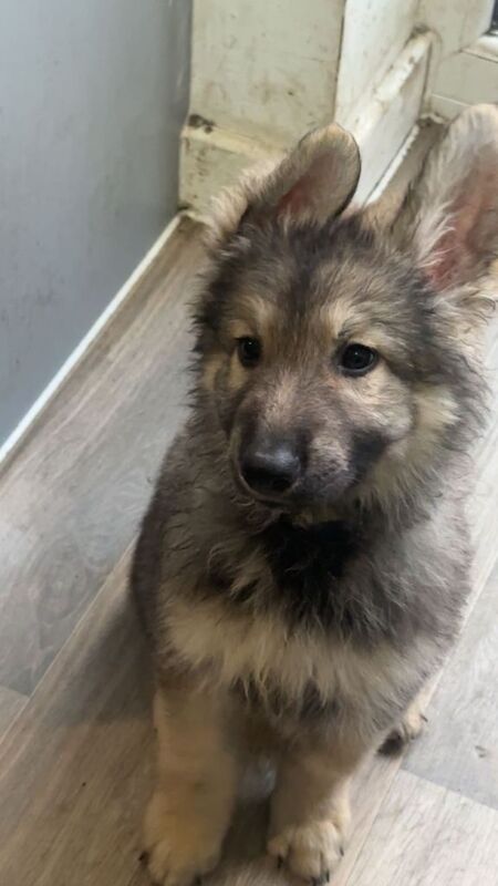 German shepherd - Image 3 of 4