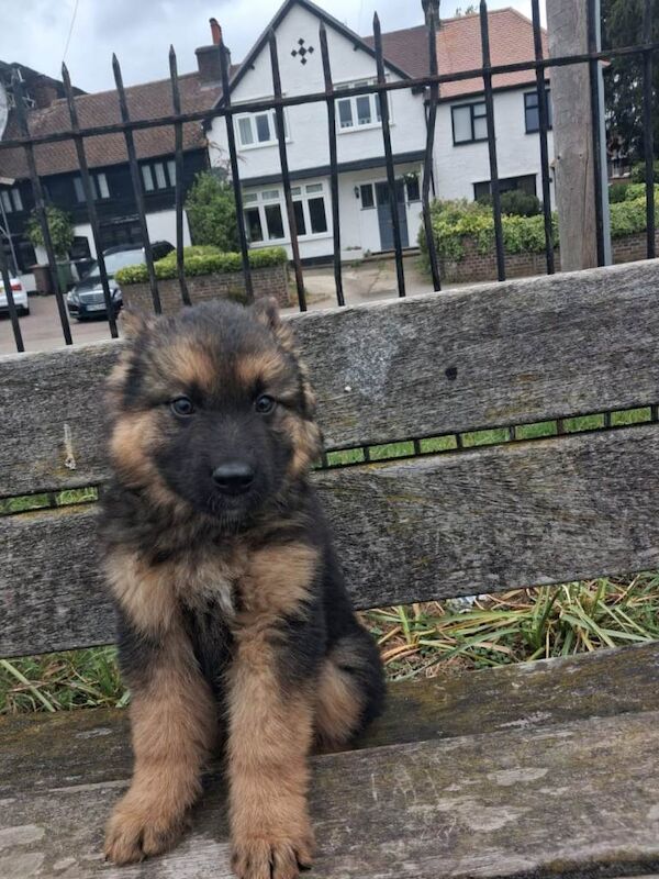 German Shepherd - Image 3 of 5