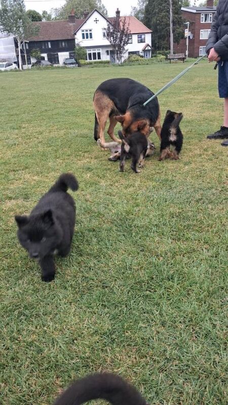 German Shepherd - Image 5 of 5