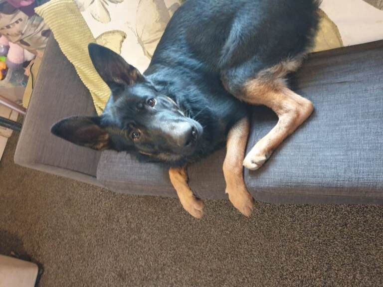 German shepherd - Image 2 of 4