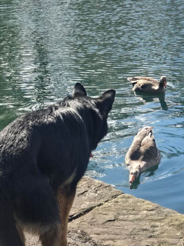 German shepherd - Image 4 of 4