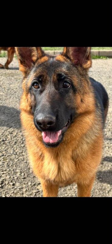 Kennel Club Registered German Shepherd Puppies For Sale