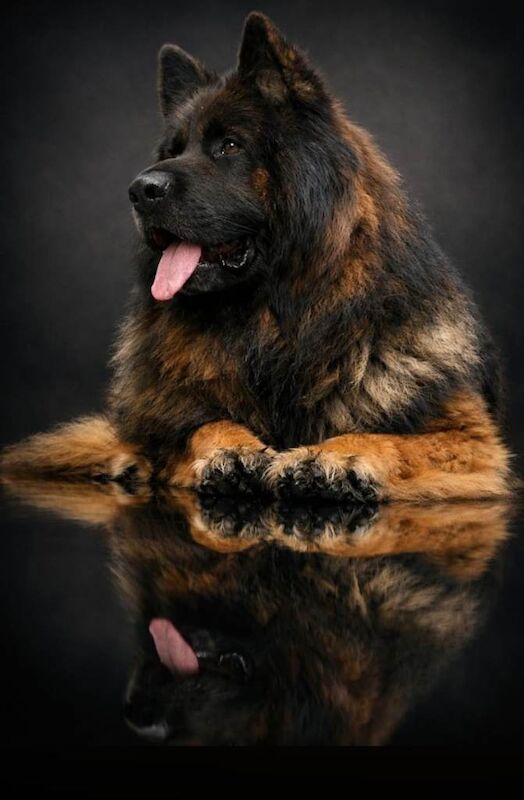 German shepherd