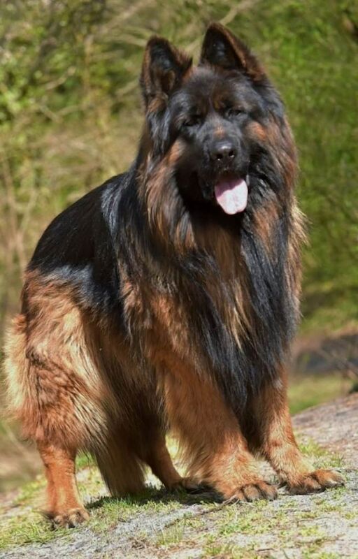 German shepherd - Image 2 of 3