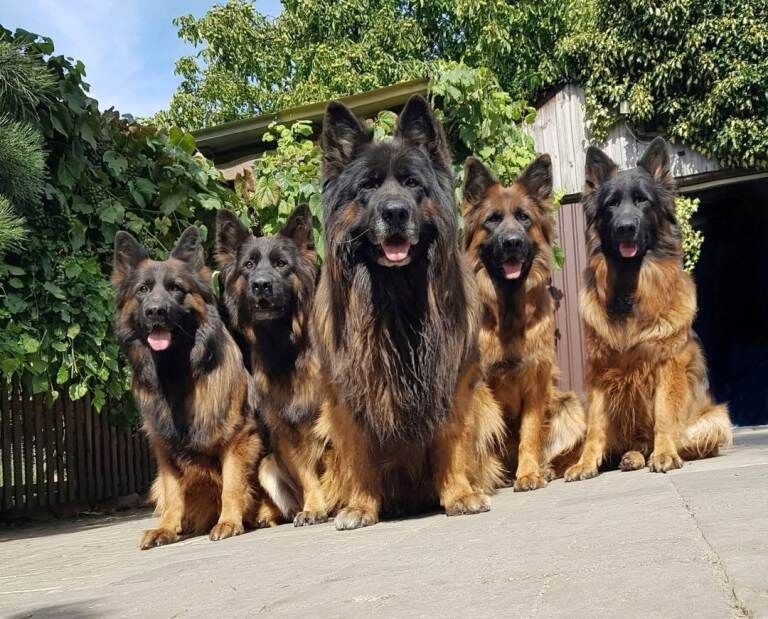 German shepherd - Image 3 of 3
