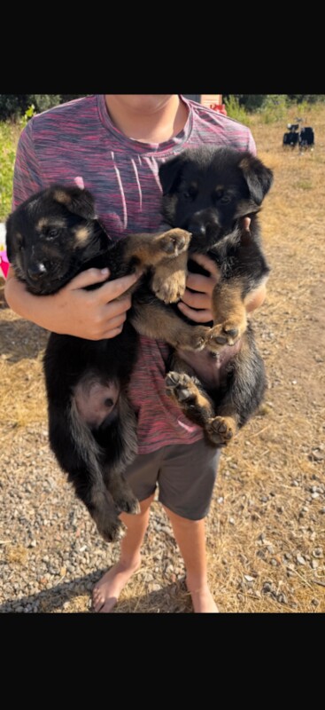 German shepherd