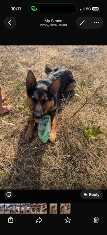 German shepherd - Image 3 of 3
