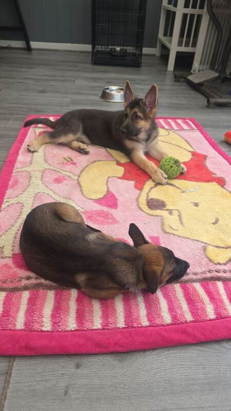 German shepherd
