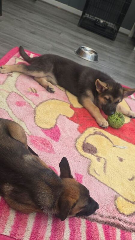 German shepherd - Image 3 of 5