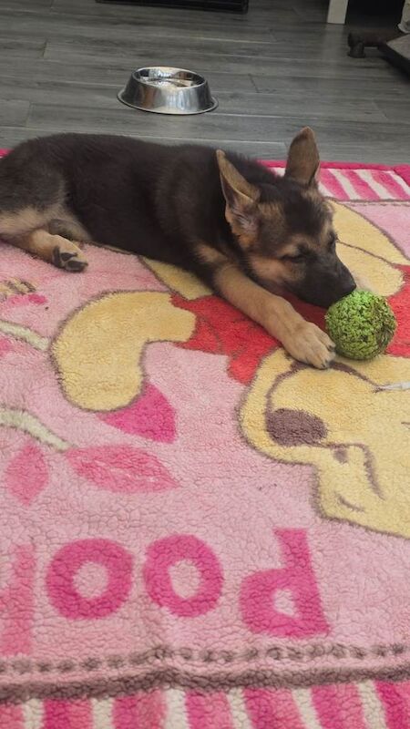 German shepherd - Image 4 of 5