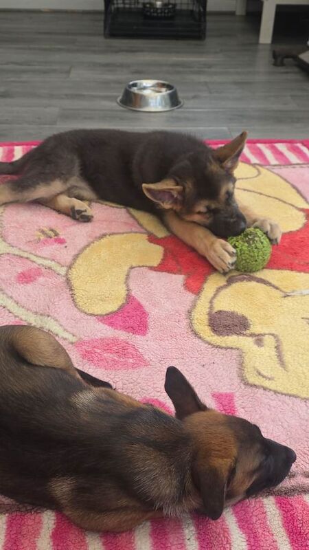 German shepherd - Image 5 of 5