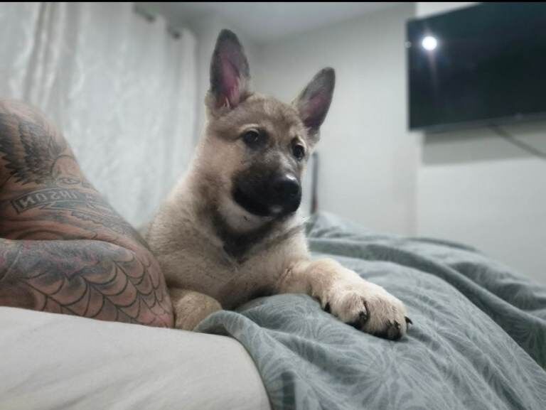 German shepherd