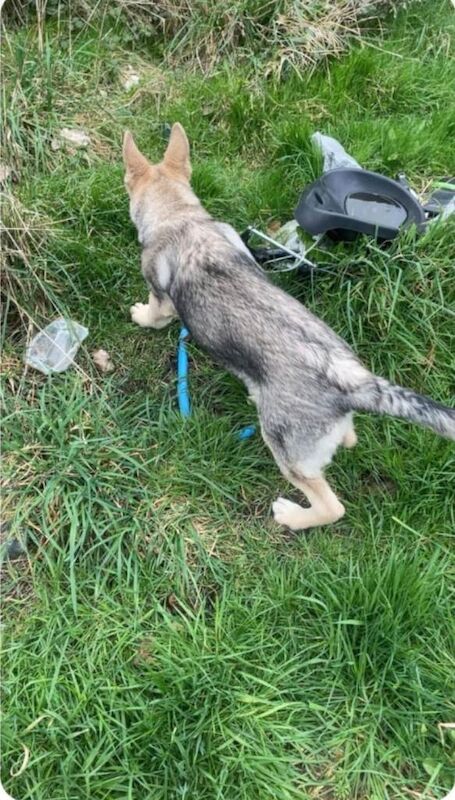 German shepherd - Image 2 of 4