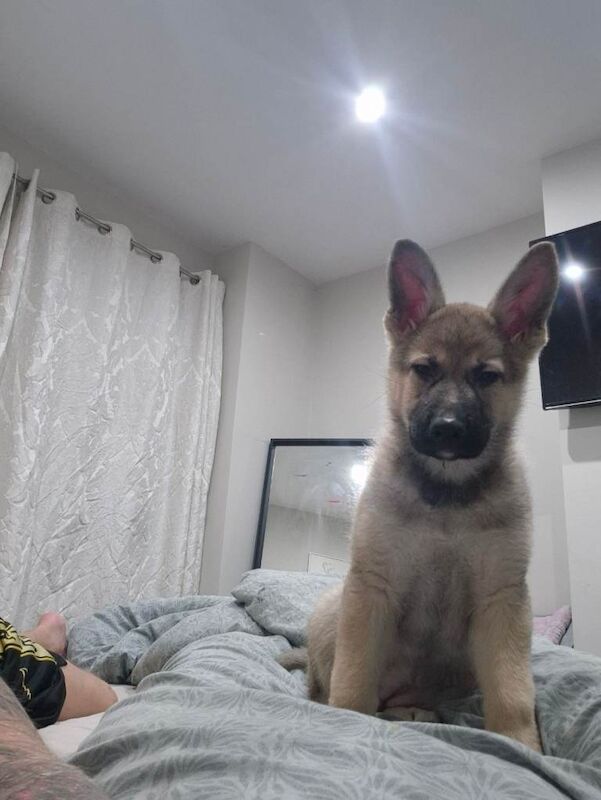 German shepherd - Image 3 of 4