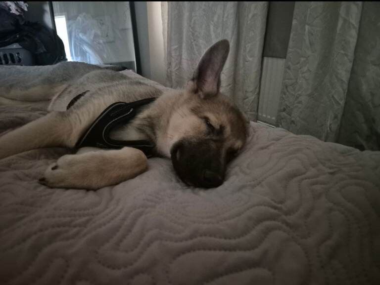 German shepherd - Image 4 of 4