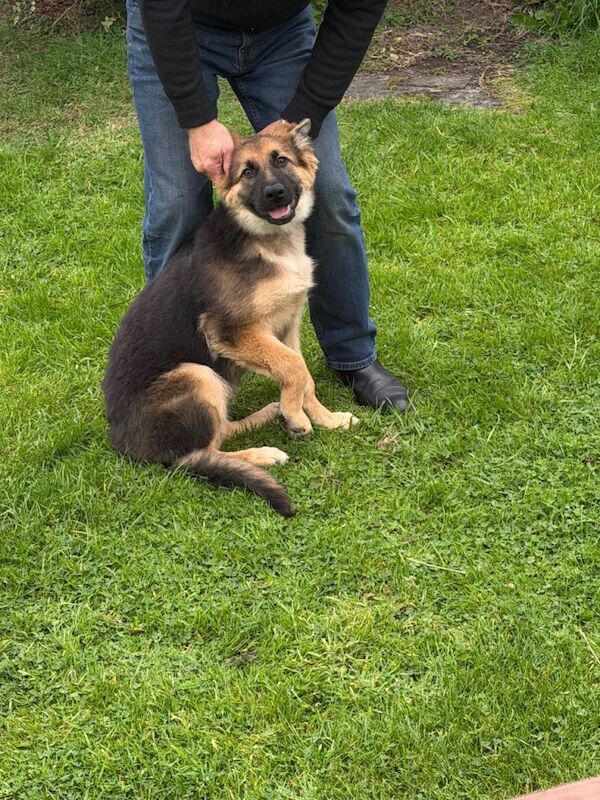 German Shepherd Puppies For Sale